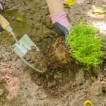 Stainless Steel Trowel: Premium Wood Handle - Image 6